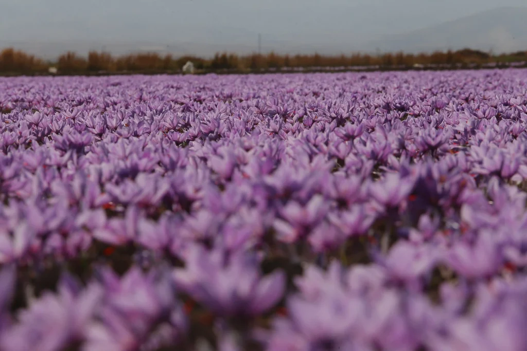 استفاده از کودهای مخصوص به منظور افزایش گلدهی زعفران