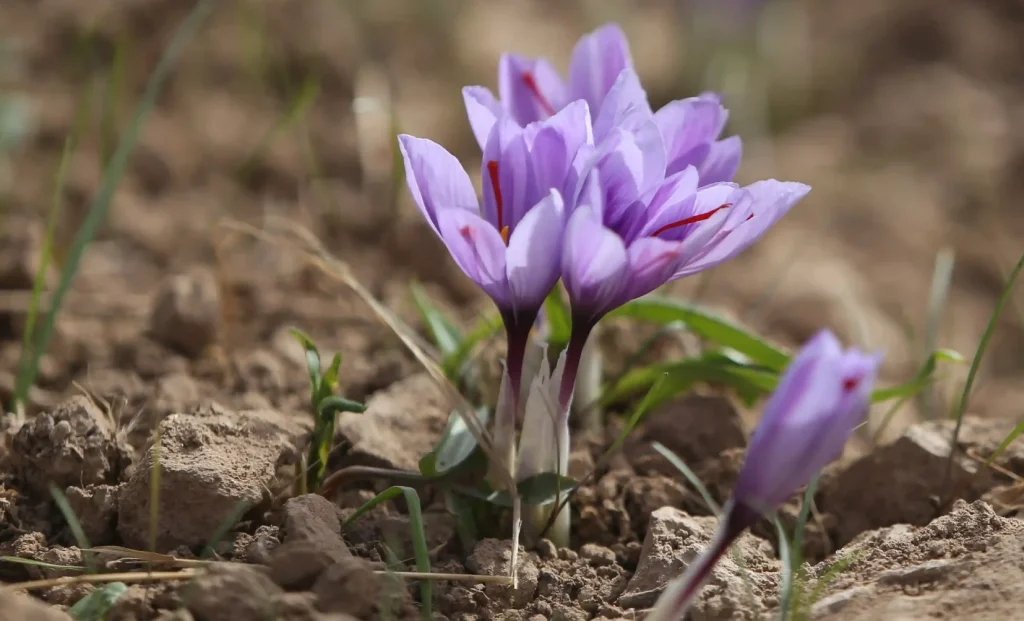 کود مخصوص زعفران برای افزایش گلدهی