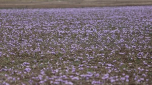 کوددهی زعفران 