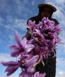 کود مخصوص زعفران 2