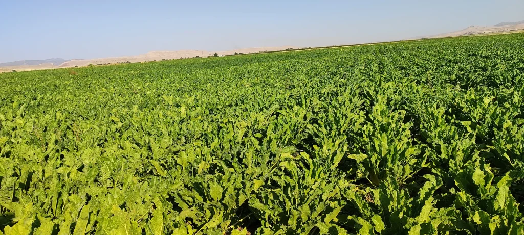 علت رشدن نکردن و کاهش تناژ چغندرقند