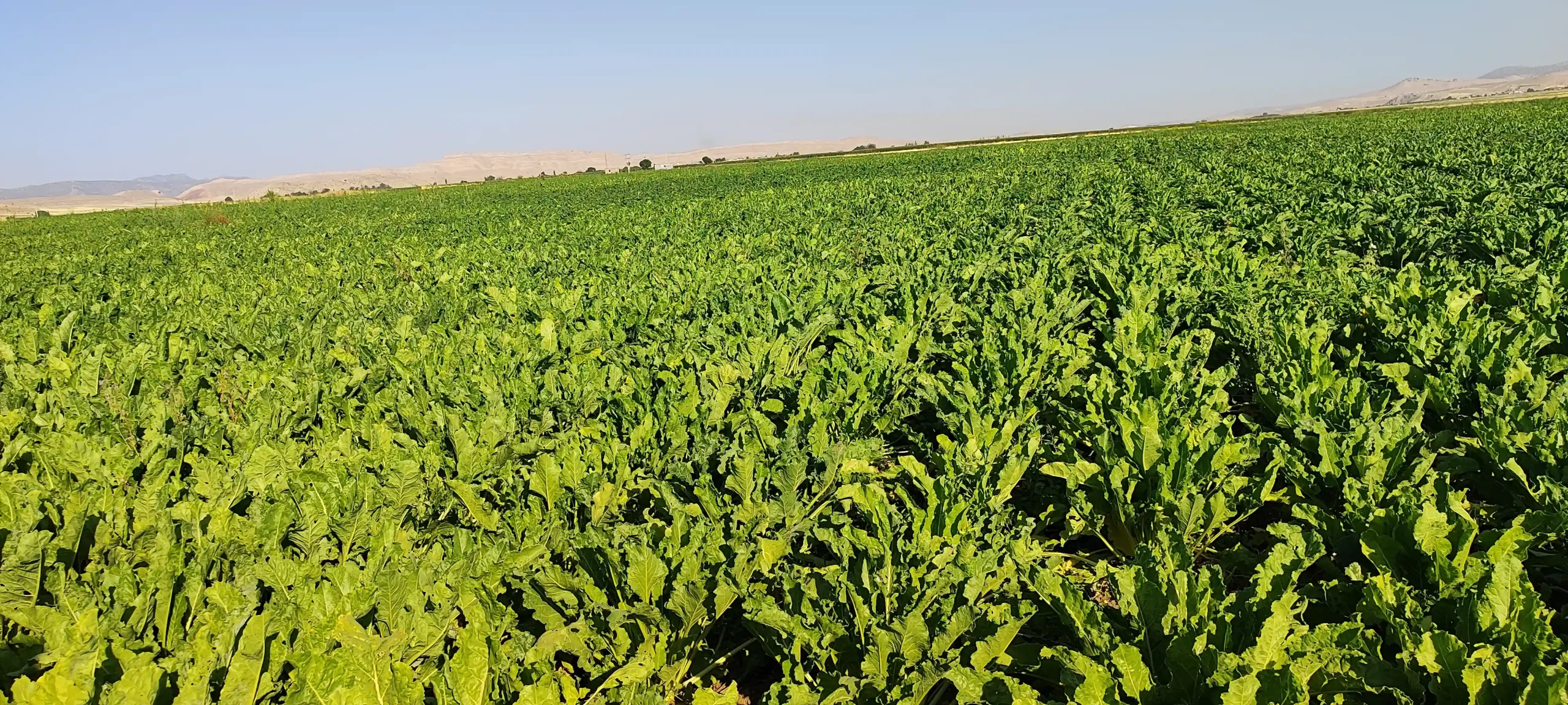 علت رشدن نکردن و کاهش تناژ چغندرقند