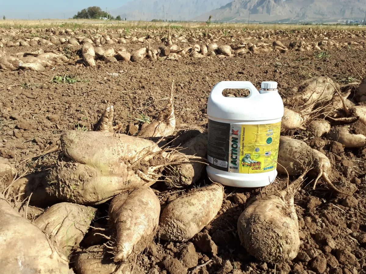 کشت چغندرقند و افزایش تناژ چغندرقند با محصولات زمرد سبز کویر