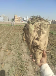 افزایش تناژ کشت چغندرقند