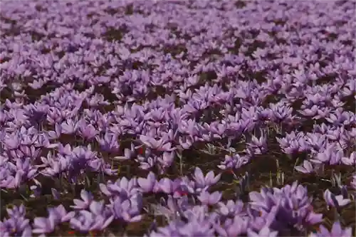 برنامه کوددهی گیاه زعفران