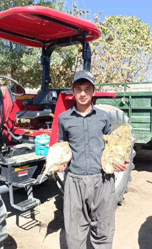 کشت چغندر قند و مزایا و چالش های آن