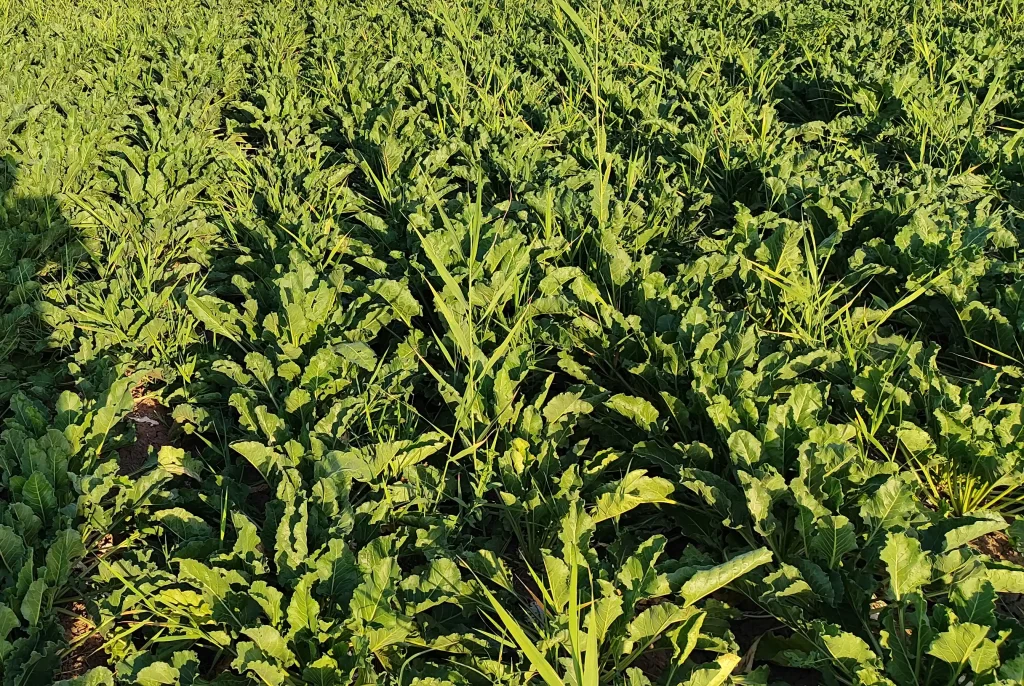 افزایش قند چغندر قند