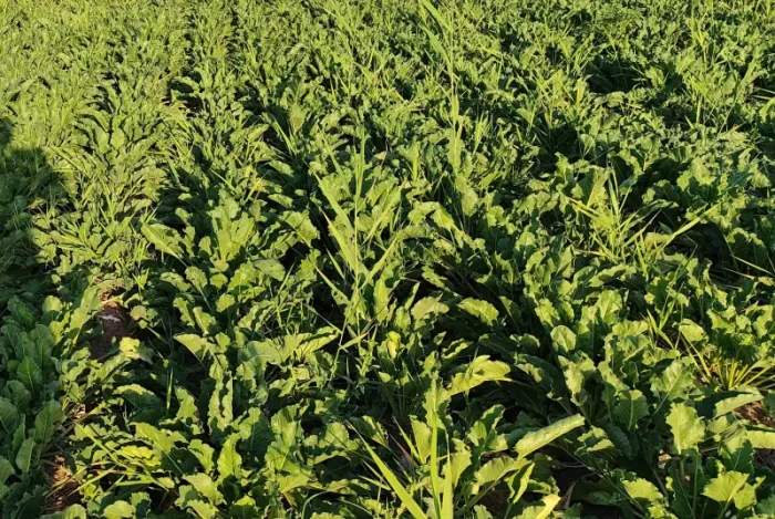 افزایش قند چغندر قند