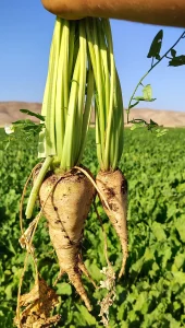 افزایش تناژ چغندرقند