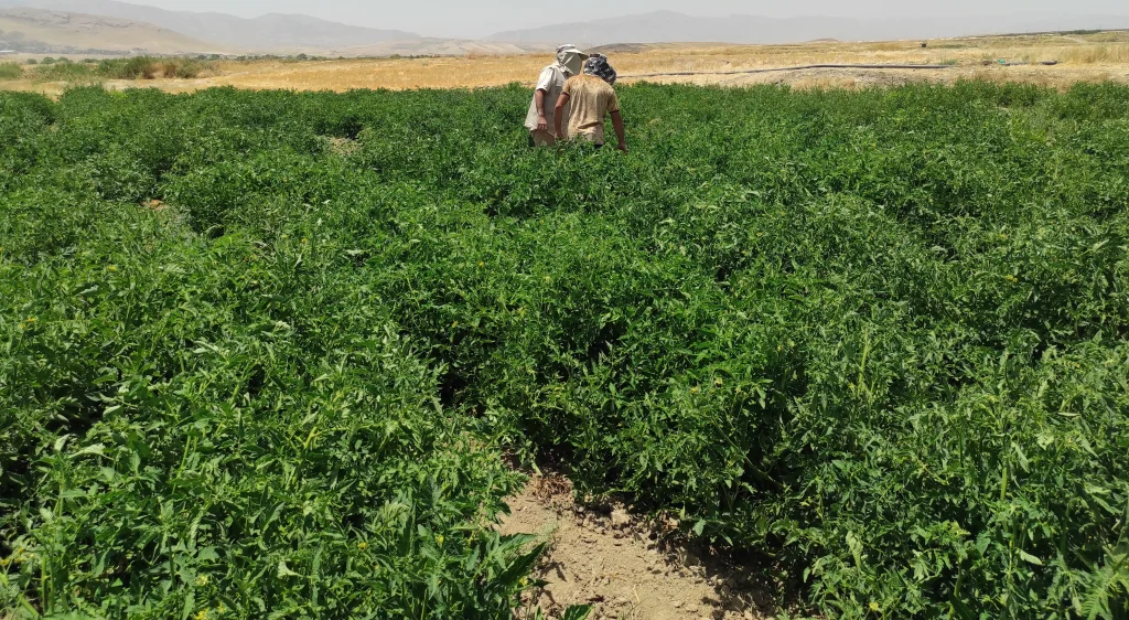 برترین کود هیومیک اسید