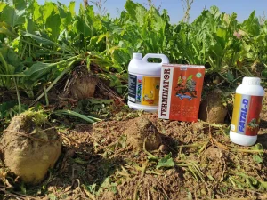 افزایش تناژ چغندرقند