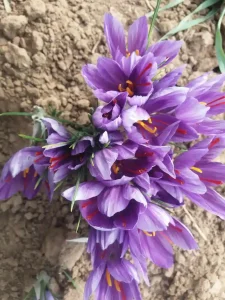 کودهای مخصوص زعفران