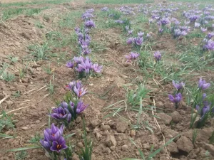 کوددهی زعفران 