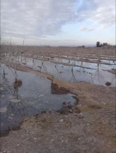 کود آبیاری زمستانه