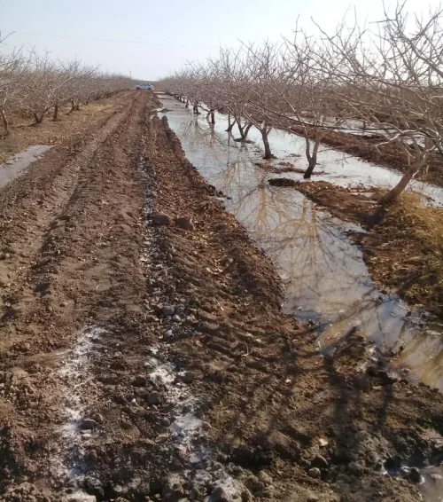 کود آبیاری زمستانه