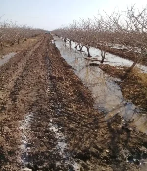 کاهش شوری خاک در باغات پسته