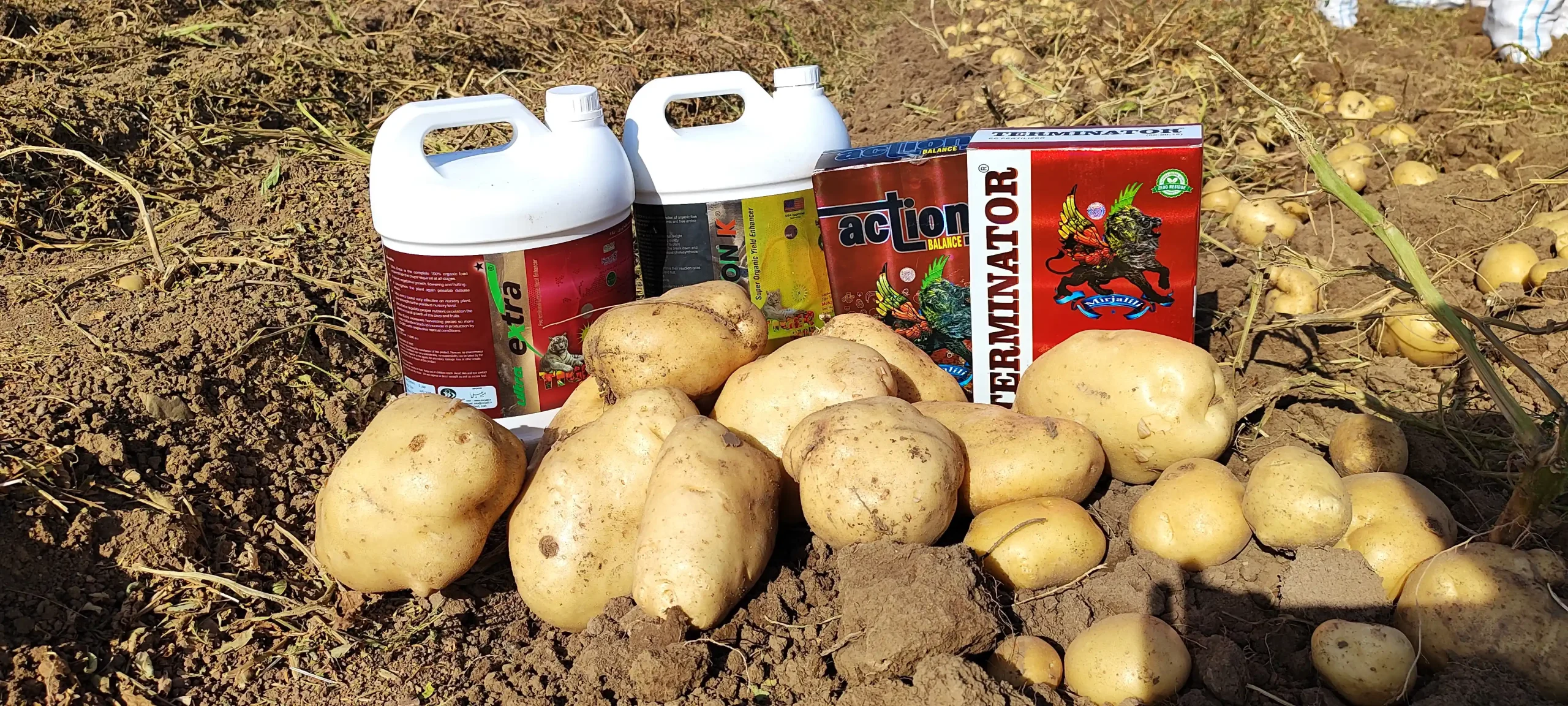 ریشه زایی در سیب زمینی