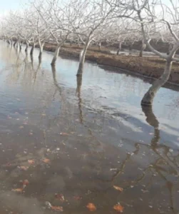 کود زمستانه