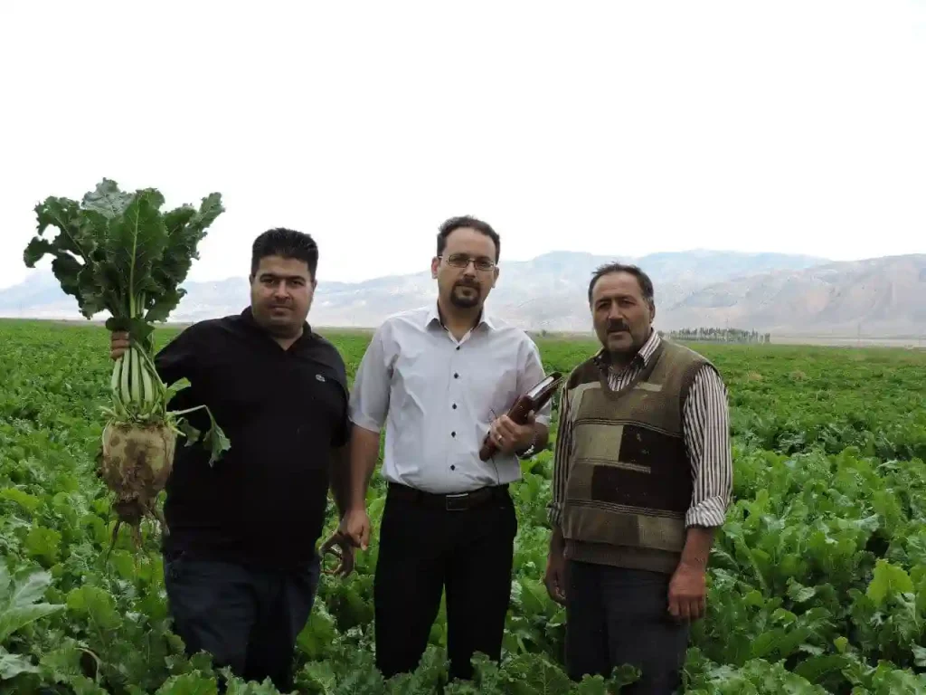 افزایش تناژ چغندرقند با برنامه کوددهی دقیق