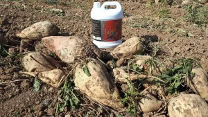 استفاده از کودهای آلی برای افزایش تناژ چغندرقند در مزرعه چغندرقند