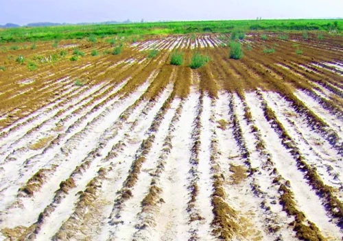 مدیریت در کاهش شوری خاک