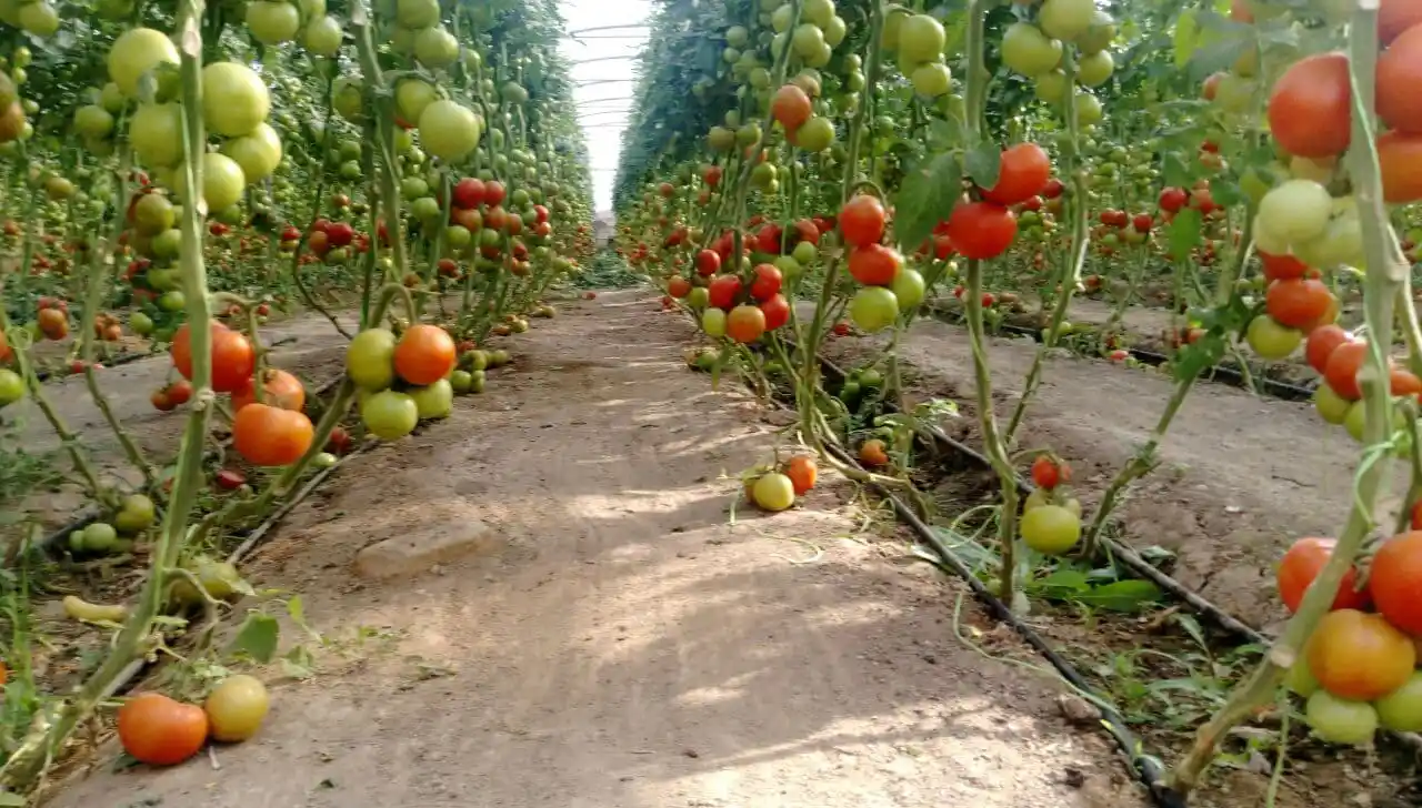 روش های مختلف برای کاهش شوری خاک گلخانه