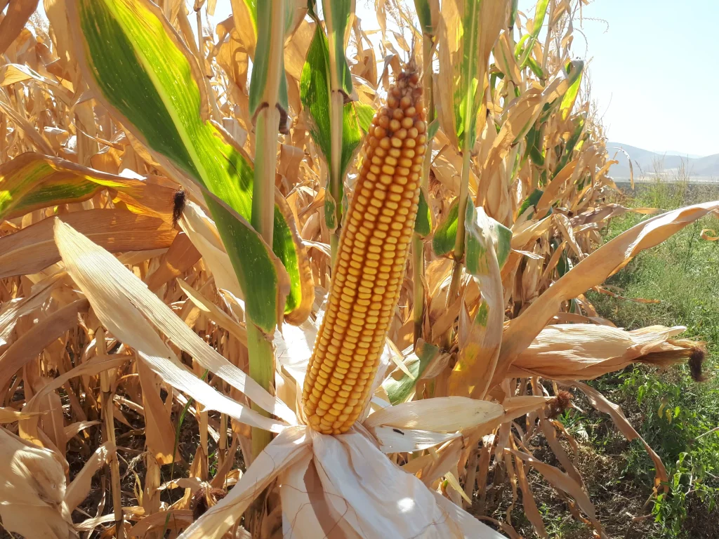 کودهای مخصوص ذرت