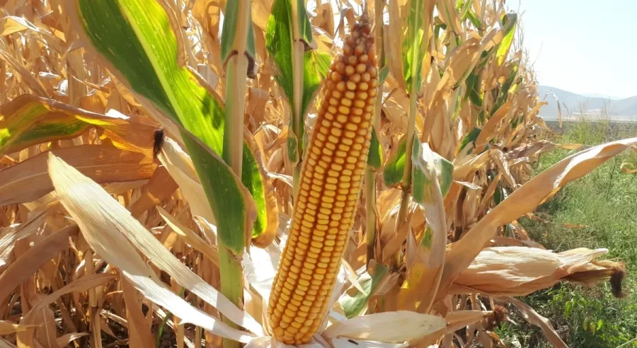 کودهای مخصوص ذرت