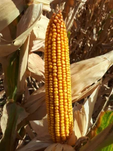 برنامه کوددهی ذرت