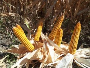 برنامه کوددهی ذرت