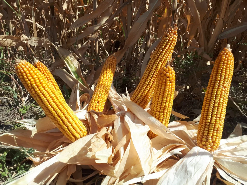 کودهای مخصوص ذرت