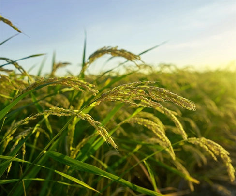 افزایش تناژ برنج