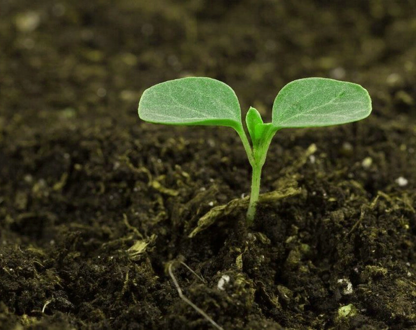 نقش هیومیک اسید در خاک