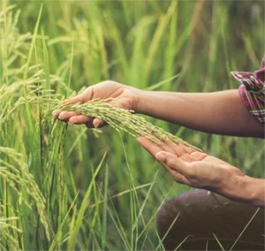 افزایش تناژ برنج