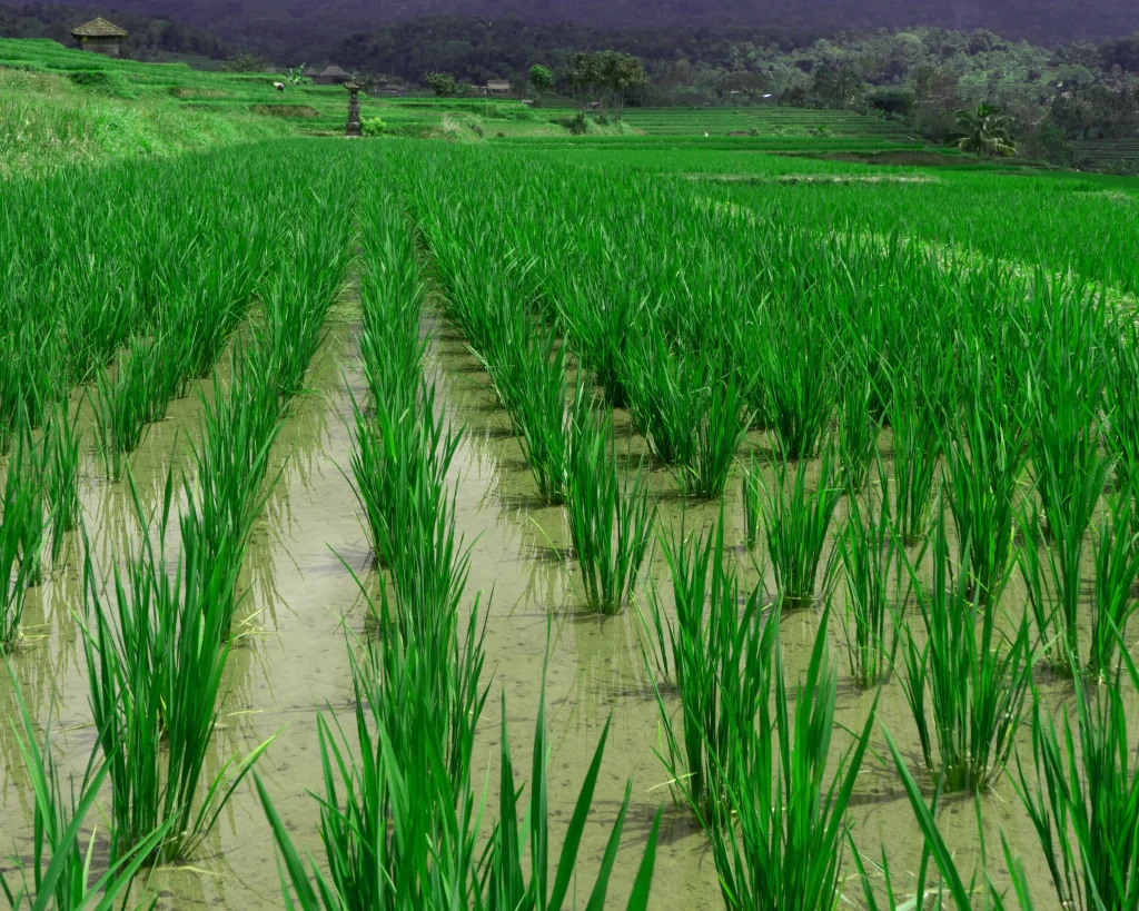 صفر تا صد کاشت (کشت ) برنج