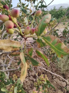 کاهش شوری خاک در مزرعه