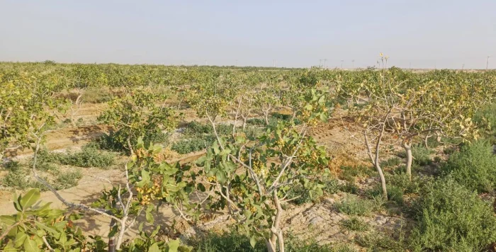 کاهش شوری خاک مزرعه