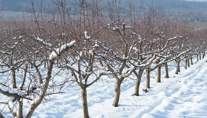 کود آبیاری زمستانه