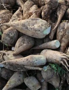 آفات چغندر قند و روش های از بین بردن آن