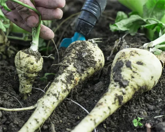 روش های از بین بردن آفات چغندر قند