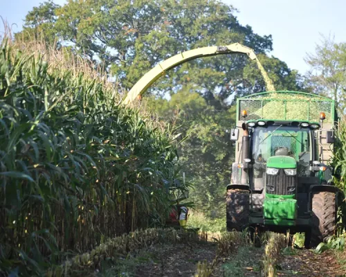 انواع ذرت و کاربردهای آن در صنایع مختلف