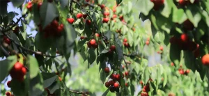 بررسی هیومیک اسید برای درختان میوه