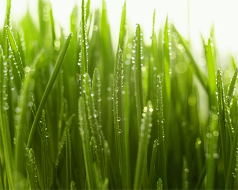 مقابله با آفات برنج برای افزایش تناژ برنج