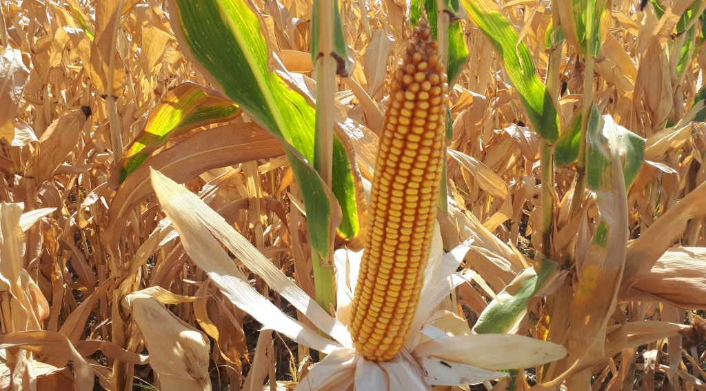 کود مخصوص ذرت