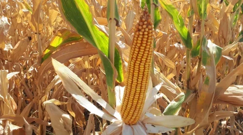 کود مخصوص ذرت
