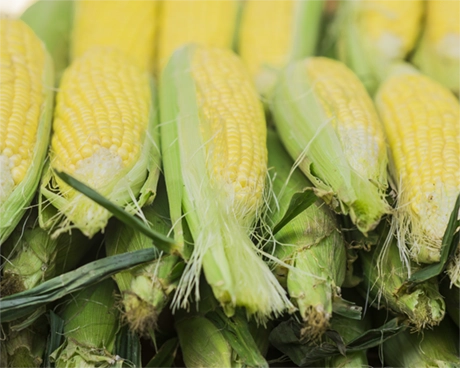 کود مخصوص ذرت