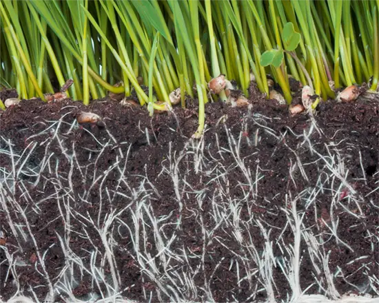 بررسی راه های افزایش ریشه زایی در صیفی جات