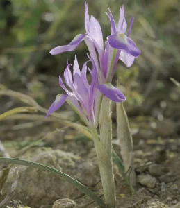 کود مخصوص زعفران در مزارع نیشابور