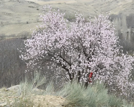 نکاتی درباره ی سرمازدگی بهاره برای درختان میوه