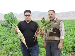 افزایش چغندر قند با کودهای زمرد سبز 